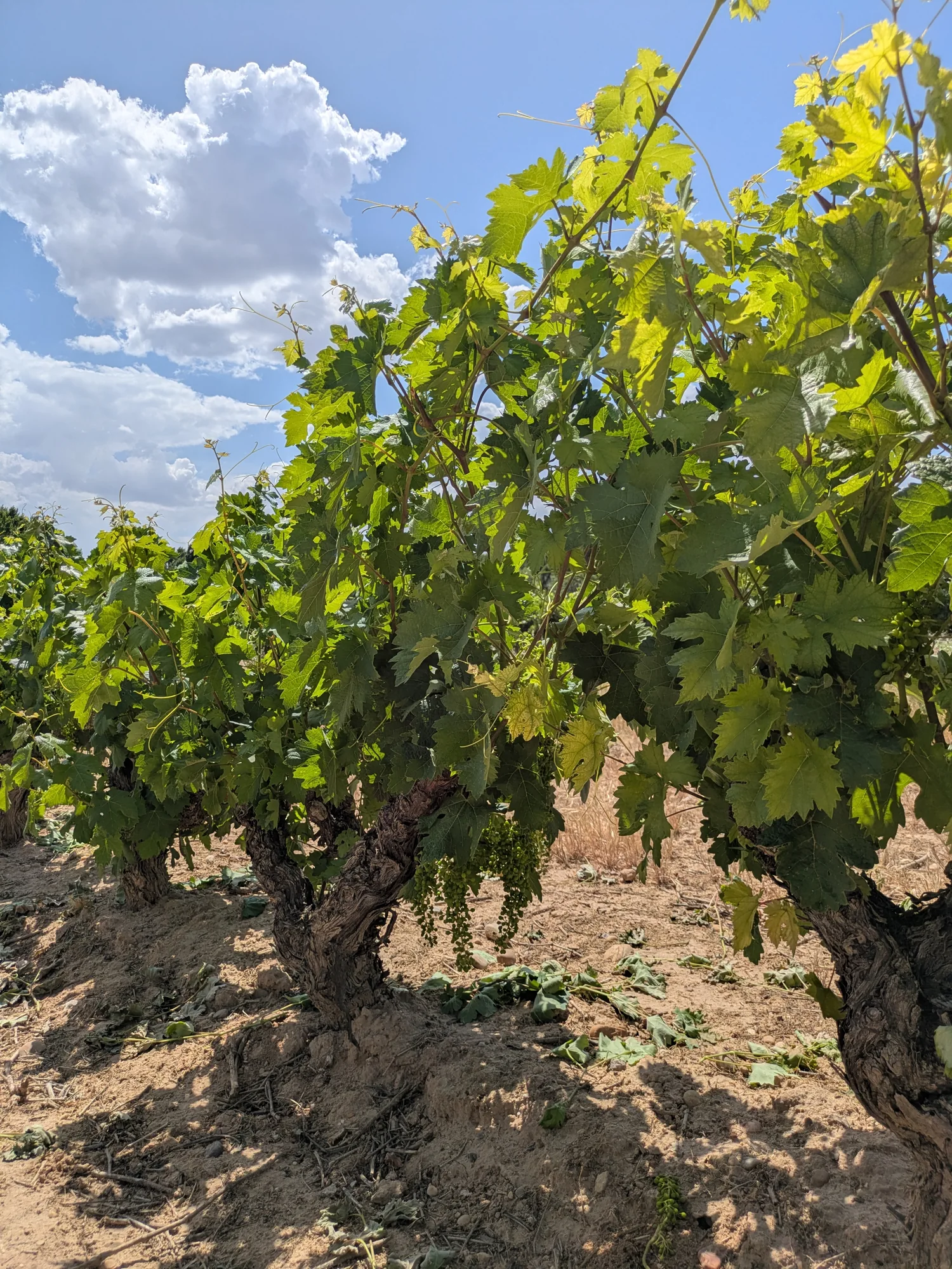 Old vines in the Duero wine country